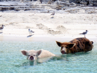 08.2012 Vorobek Bahamas - swimming pigs (cdorobek)  [flickr.com]  CC BY 
Informazioni sulla licenza disponibili sotto 'Prova delle fonti di immagine'