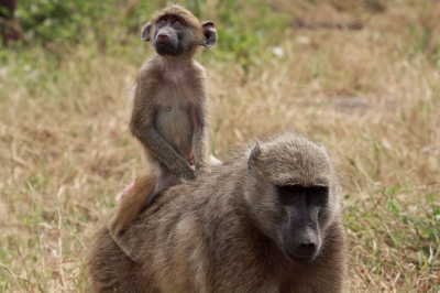 A Mother & Baby Baboon (Grant Peters)  [flickr.com]  CC BY 
Informazioni sulla licenza disponibili sotto 'Prova delle fonti di immagine'