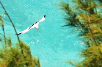 Bermuda Longtail (kansasphoto)  [flickr.com]  CC BY 
Informazioni sulla licenza disponibili sotto 'Prova delle fonti di immagine'