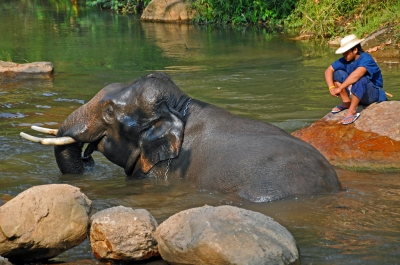 DGJ_4157 - One Happy Elephant, smiling (Dennis Jarvis)  [flickr.com]  CC BY-SA 
Informazioni sulla licenza disponibili sotto 'Prova delle fonti di immagine'