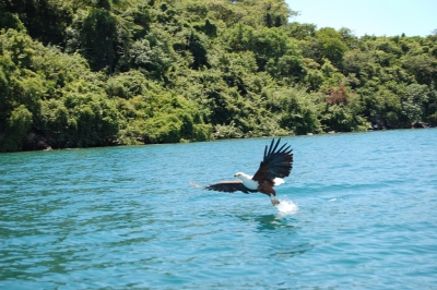 Fish Eagle, Lake Malawi (Joachim Huber)  [flickr.com]  CC BY-SA 
Informazioni sulla licenza disponibili sotto 'Prova delle fonti di immagine'