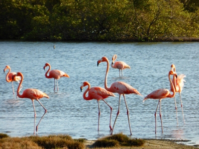 Flamengos at the mangroves (Bonaire 2014) (Paul Arps)  [flickr.com]  CC BY 
Informazioni sulla licenza disponibili sotto 'Prova delle fonti di immagine'