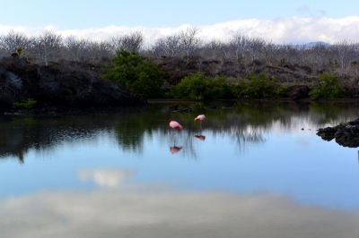 Flamingos on Santa Cruz Island in the Galapagos Islands (John Solaro (sooolaro))  [flickr.com]  CC BY-ND 
Informazioni sulla licenza disponibili sotto 'Prova delle fonti di immagine'