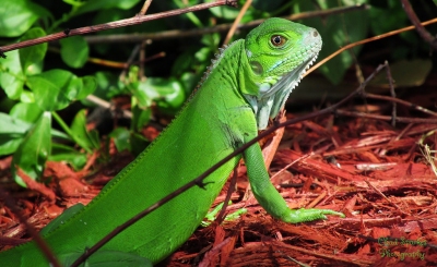 Iguana (Chad Sparkes)  [flickr.com]  CC BY 
Informazioni sulla licenza disponibili sotto 'Prova delle fonti di immagine'