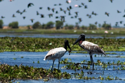 Jabiru | Garzón Soldado (Jabiru mycteria) (Fernando Flores)  [flickr.com]  CC BY-SA 
Informazioni sulla licenza disponibili sotto 'Prova delle fonti di immagine'