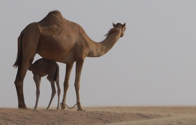 King of the Desert (HISHAM BINSUWAIF)  [flickr.com]  CC BY-SA 
Informazioni sulla licenza disponibili sotto 'Prova delle fonti di immagine'