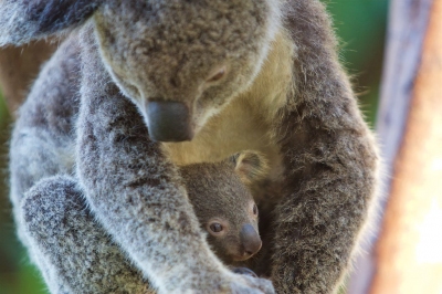 Koala en kind - Koala and her young, Whitsunday Islands (Jan Hazevoet)  [flickr.com]  CC BY 
Informazioni sulla licenza disponibili sotto 'Prova delle fonti di immagine'