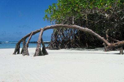 Mangrove arch 02 (dolma alonso)  [flickr.com]  CC BY-SA 
Informazioni sulla licenza disponibili sotto 'Prova delle fonti di immagine'