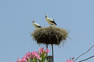 Nesting (Son of Groucho)  [flickr.com]  CC BY 
Informazioni sulla licenza disponibili sotto 'Prova delle fonti di immagine'