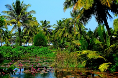 Paradise (Thangaraj Kumaravel)  [flickr.com]  CC BY 
Informazioni sulla licenza disponibili sotto 'Prova delle fonti di immagine'