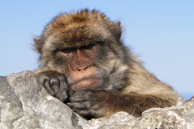 Portrait of Barbary Ape - Rock of Gibraltar - 02 (Adam Jones)  [flickr.com]  CC BY-SA 
Informazioni sulla licenza disponibili sotto 'Prova delle fonti di immagine'