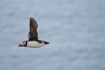 Puffin caught in flight (Stig Nygaard)  [flickr.com]  CC BY 
Informazioni sulla licenza disponibili sotto 'Prova delle fonti di immagine'