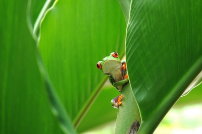 Red Eyed Tree Frog (vincentraal)  [flickr.com]  CC BY-SA 
Informazioni sulla licenza disponibili sotto 'Prova delle fonti di immagine'