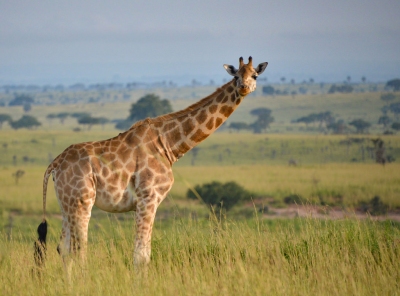 Rothschild's Giraffe, Uganda (Rod Waddington)  [flickr.com]  CC BY-SA 
Informazioni sulla licenza disponibili sotto 'Prova delle fonti di immagine'