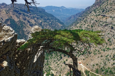 réserve naturelle des cèdres du Liban de Tannourine (tongeron91)  [flickr.com]  CC BY-SA 
Informazioni sulla licenza disponibili sotto 'Prova delle fonti di immagine'