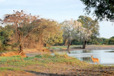 South Luangwa National Park, Zambia (Joachim Huber)  [flickr.com]  CC BY-SA 
Informazioni sulla licenza disponibili sotto 'Prova delle fonti di immagine'