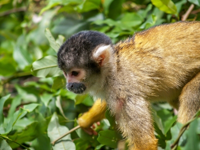 Spider_Monkeys_Santa_Rosa,_Bolivia_(6_of_8).jpg (Adrian O'Brien)  [flickr.com]  CC BY 
Informazioni sulla licenza disponibili sotto 'Prova delle fonti di immagine'