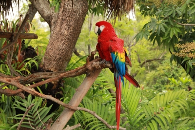 Tropical Rainforest Parrot (Jaime Olmo)  [flickr.com]  CC BY 
Informazioni sulla licenza disponibili sotto 'Prova delle fonti di immagine'