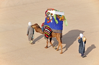 Tunisia-4483 - Camel with a Howdah (Dennis Jarvis)  [flickr.com]  CC BY-SA 
Informazioni sulla licenza disponibili sotto 'Prova delle fonti di immagine'