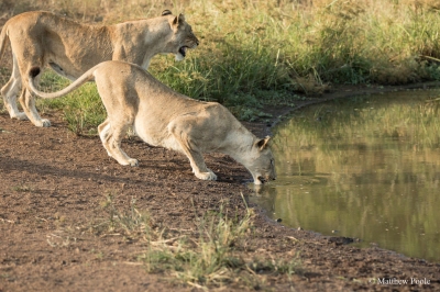 Two of the five lionesses destined for Akagera National Park. Credit: Matthew Poole (RDB Rwanda)  [flickr.com]  CC BY-ND 
Informazioni sulla licenza disponibili sotto 'Prova delle fonti di immagine'