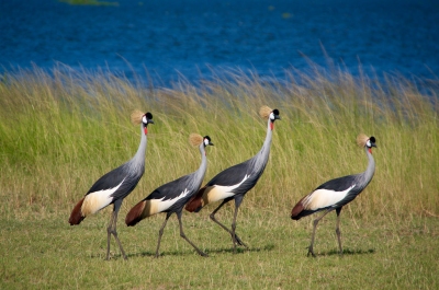 UGANDA: Grey crowned crane (Luz D.  Montero Espuela)  [flickr.com]  CC BY-SA 
Informazioni sulla licenza disponibili sotto 'Prova delle fonti di immagine'