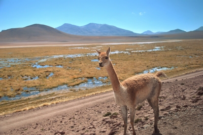 Vicuña (Leandro Neumann Ciuffo)  [flickr.com]  CC BY 
Informazioni sulla licenza disponibili sotto 'Prova delle fonti di immagine'